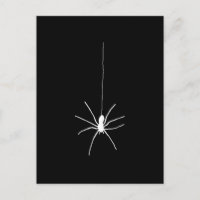 Spinne