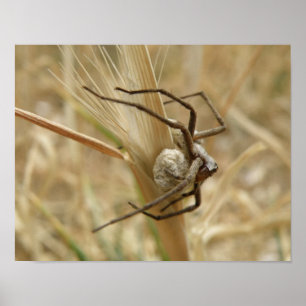 Spinne und Eiersack-Druck Poster