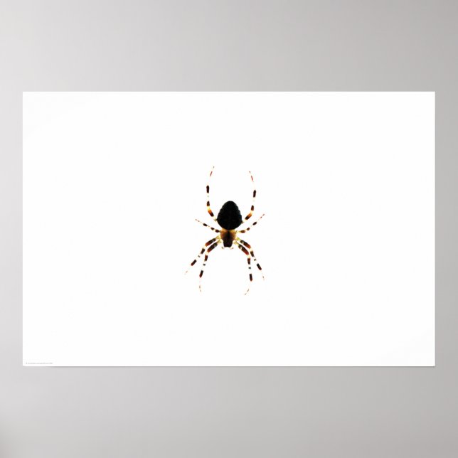 Spinne wapcn poster (Vorne)