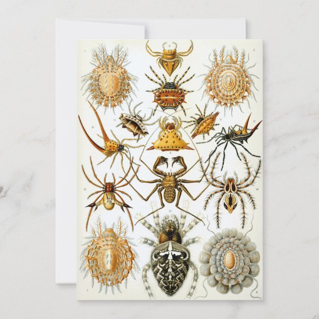 Spinnen Einladung (Vorderseite)