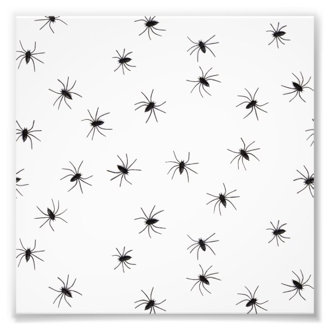 Spinnen Fotodruck (Vorne)