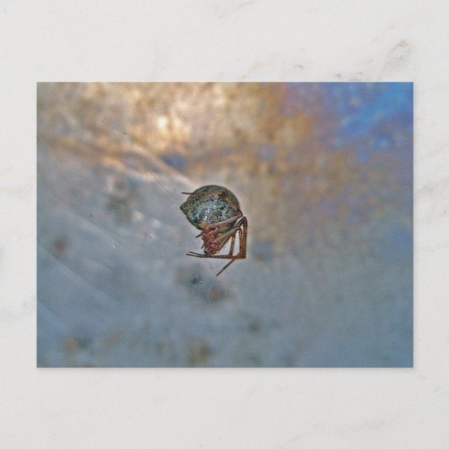 Spinnen im Web Postkarte (Vorderseite)