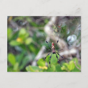 Spinnen in Web Postcard Postkarte