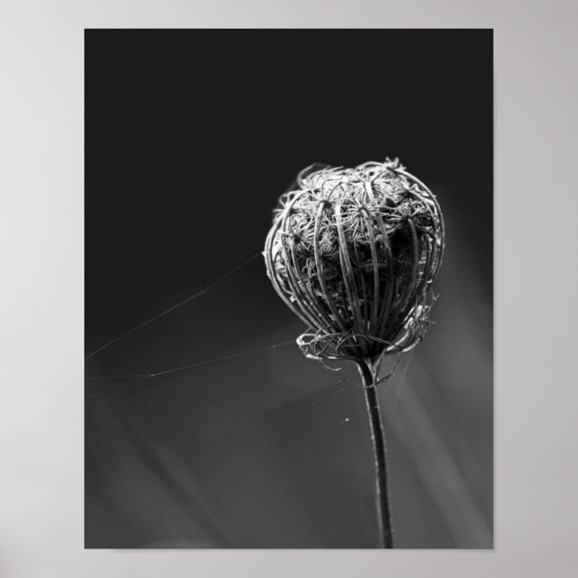 Spinnen mit Wildblume | Matching Spider Lovers Poster (Vorne)