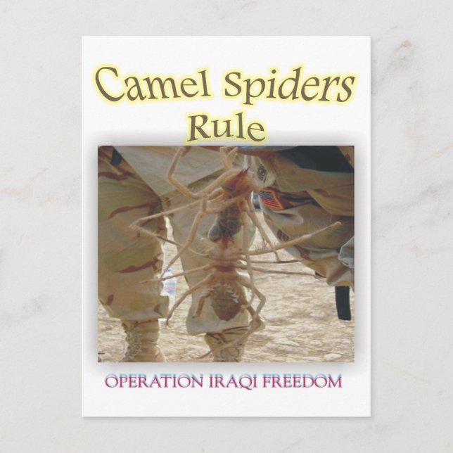 Spinnen Postkarte (Vorderseite)