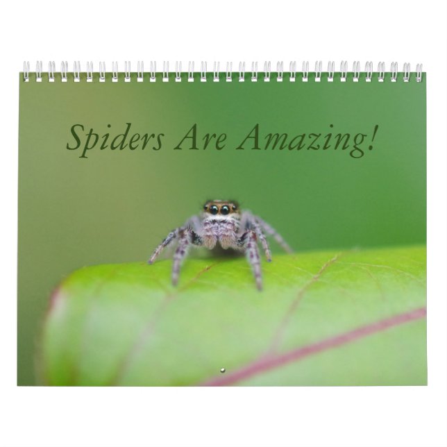Spinnen sind fantastisch! Kalender (Titelbild)