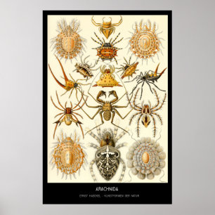 Spinnenartige Tiere - Platte 58 - Kunstformen der Poster
