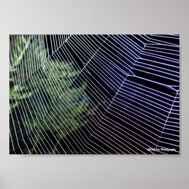 Spinnennetz bei Nacht Poster (Vorne)