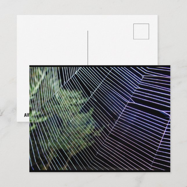 Spinnennetz bei Nacht Postkarte (Vorne/Hinten)