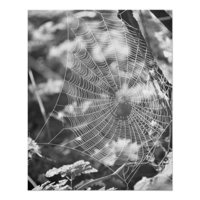 Spinnennetz in Langgras Poster (Vorderseite)