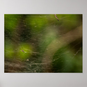Spinnennetz poster