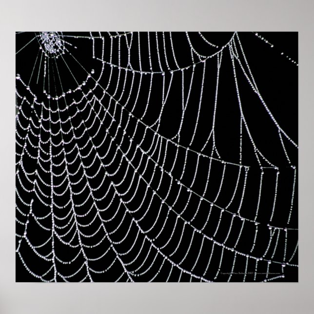 Spinnennetze | Drucken Poster (Vorne)