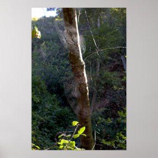 Spinnennetze, Holy Jim Trail - Orange County Poster