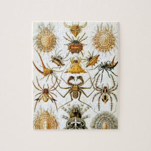Spinnentiere von Ernst Haeckel, Vintage Spinnen Puzzle