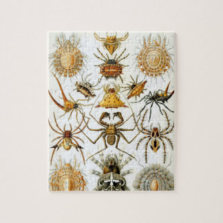 Spinnentiere von Ernst Haeckel, Vintage Spinnen Puzzle
