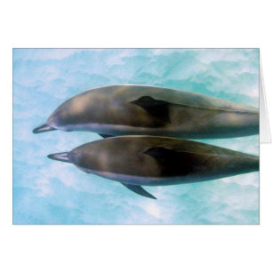 Spinner-Delphine Oahu Hawaii