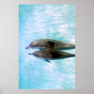 Spinner-Delphine Oahu Hawaii Poster