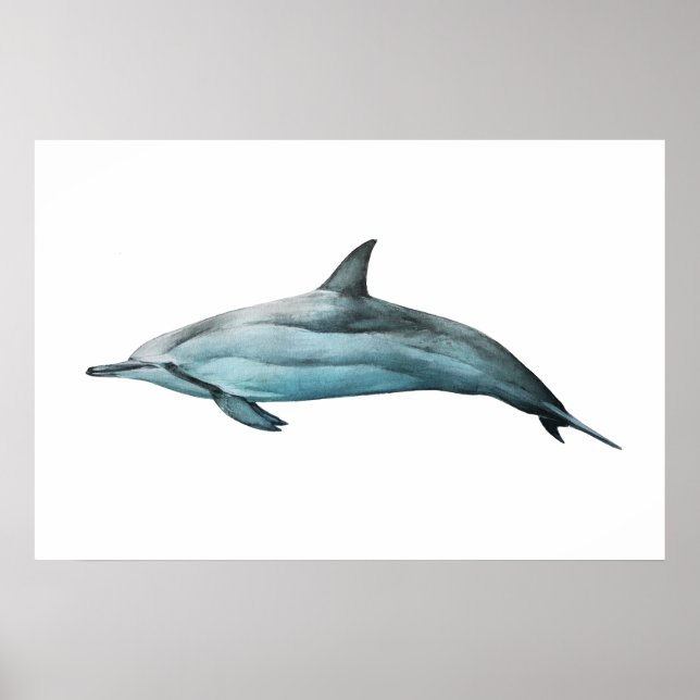 Spinner Dolphin realistic illustration Print Poster (Vorne)