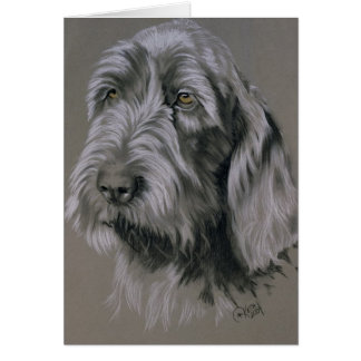 Spinone Italiano
