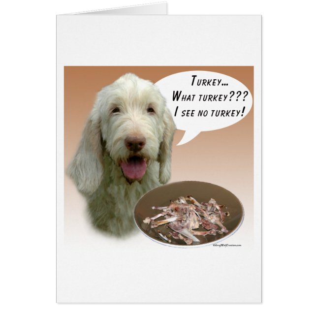 Spinone Italiano Türkei (Vorne)