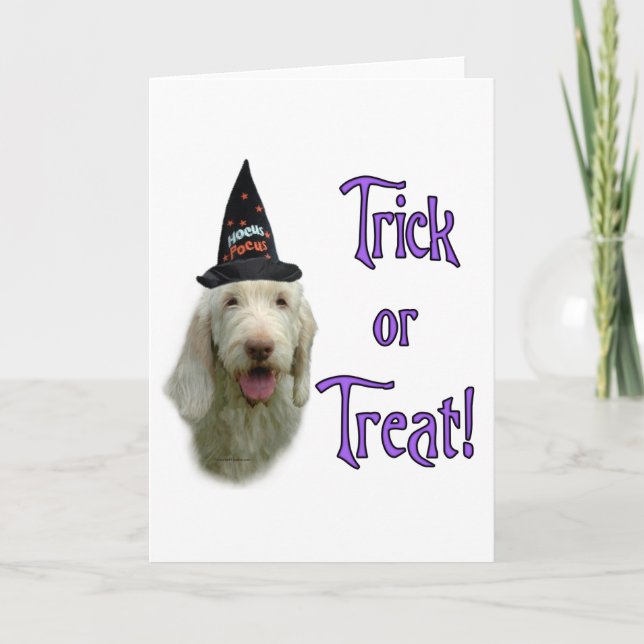 Spinone Trick Grußkarte Karte (Vorderseite)