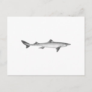 Spiny Dogfish (line art) Postkarte