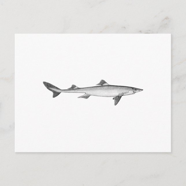 Spiny Dogfish (line art) Postkarte (Vorderseite)