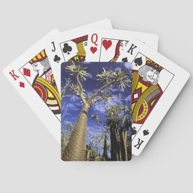 Spiny Forest aus Pachypodium-Bäumen Spielkarten (Rückseite)