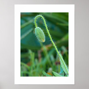 Spiny Green Poppy Bud in Progress Macro Foto Poster