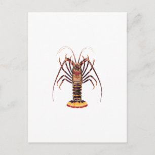 Spiny Lobster (asiatisch-pazifischer Raum) Postkarte