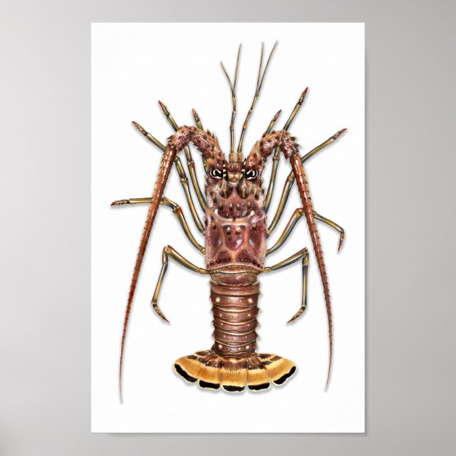 Spiny Lobster Print Poster (Vorne)