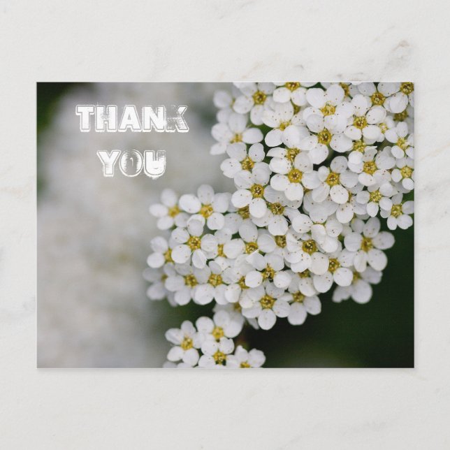 Spiraea Vielen Dank Postcard Postkarte