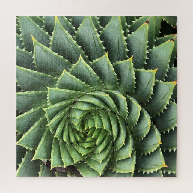 Spiral Aloe Fibonacci Puzzle (Vertikal)