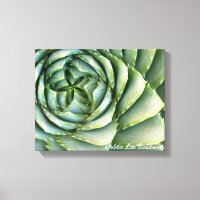 Spiral Aloe Foto von Debra Lee Baldwin