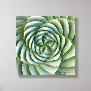 Spiral Aloe Foto von Debra Lee Baldwin Leinwanddruck