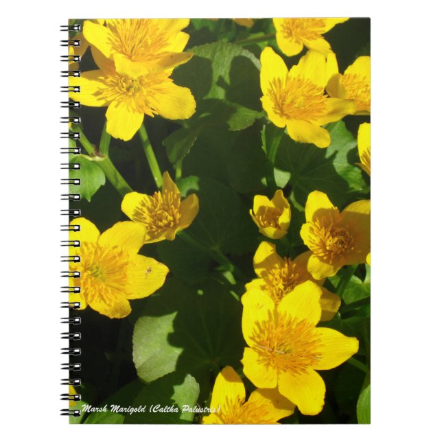 Spiral Bound Notebook 8x11" | Marsh Marigold Notizblock (Vorderseite)