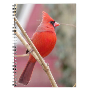 Spiral Notebook mit rotem Kardinal Notizblock