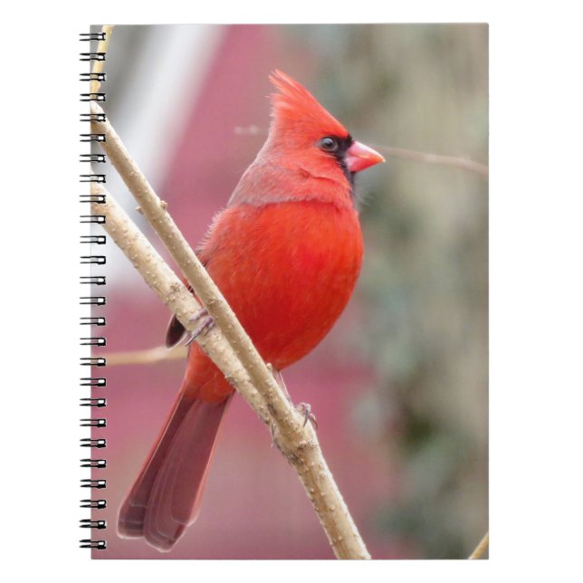 Spiral Notebook mit rotem Kardinal Notizblock (Vorderseite)