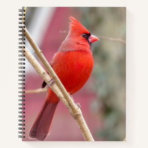 Spiral Notebook mit rotem Kardinal Notizbuch