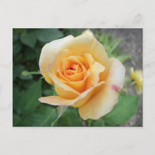 Spiralgelbe Rose Postkarte (Vorderseite)