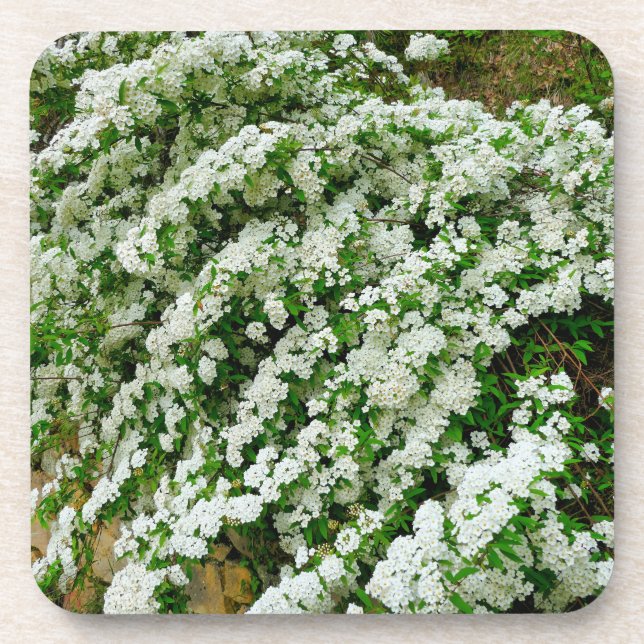 Spirea Arguta Getränkeuntersetzer (Vorderseite)