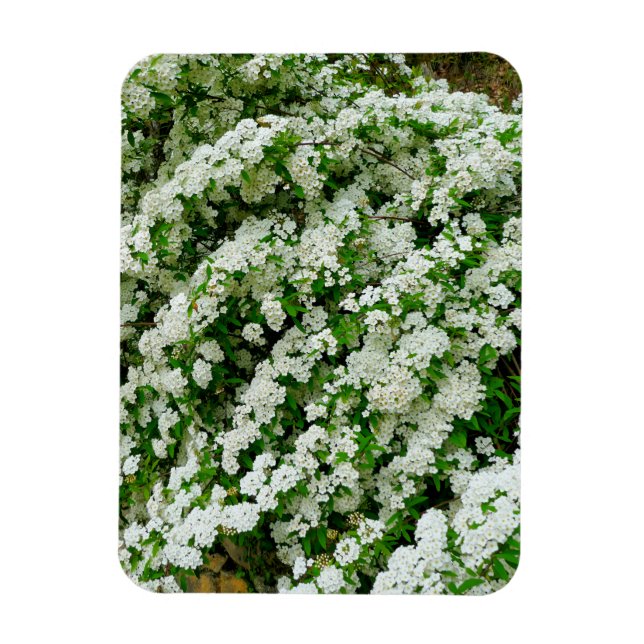 Spirea Arguta Magnet (Vertikal)