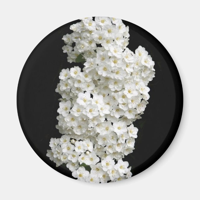 Spirea Arguta Magnet (Vorne)