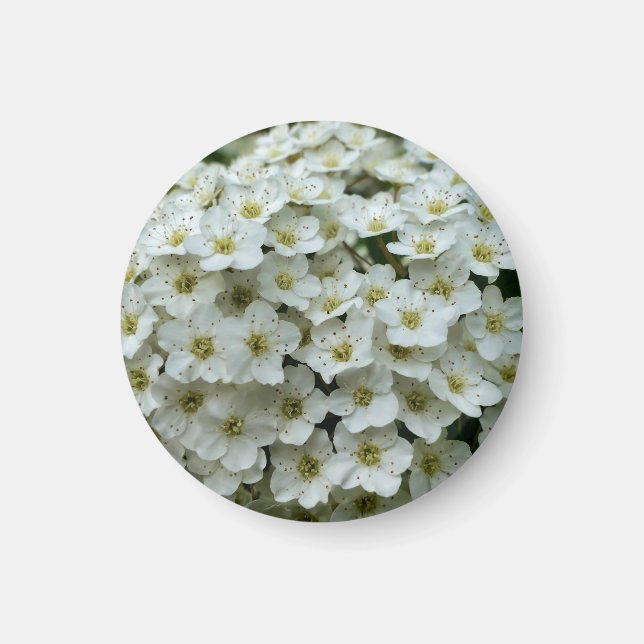 Spirea Arguta Magnet (Vorne)