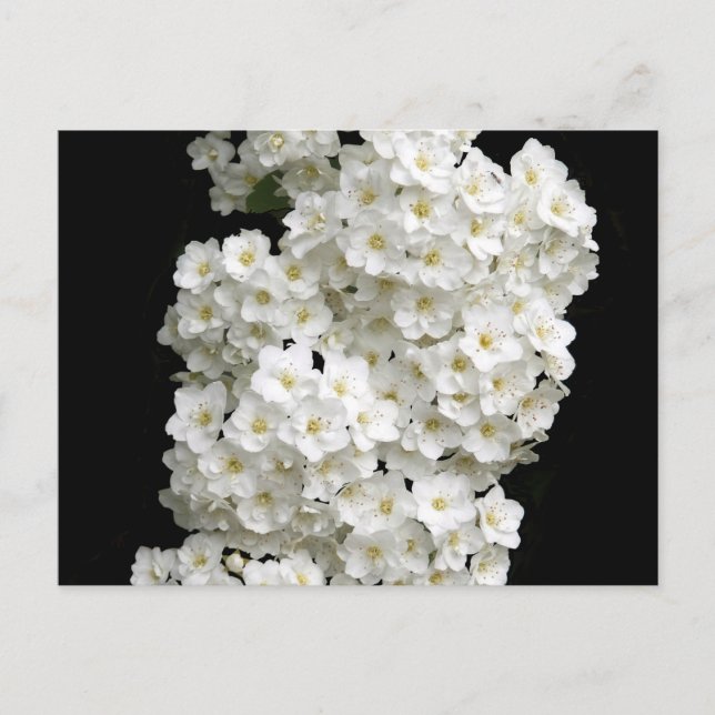 Spirea Arguta Postcard Postkarte (Vorderseite)