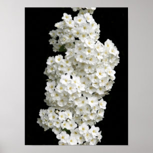 Spirea Arguta Poster