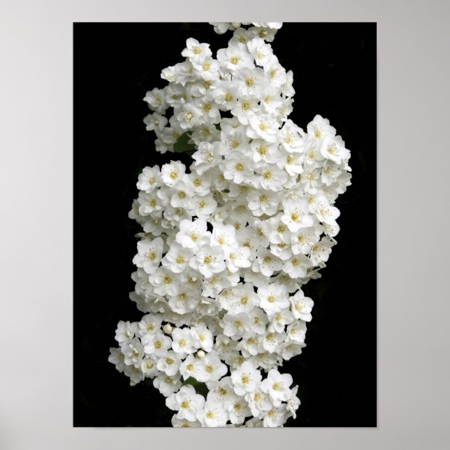 Spirea Arguta Poster (Vorne)