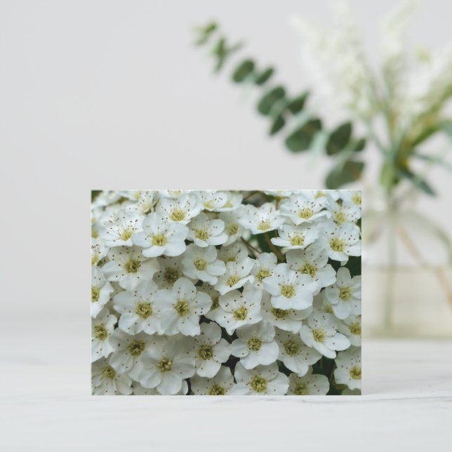 Spirea Arguta Postkarte (Stehend Vorderseite)