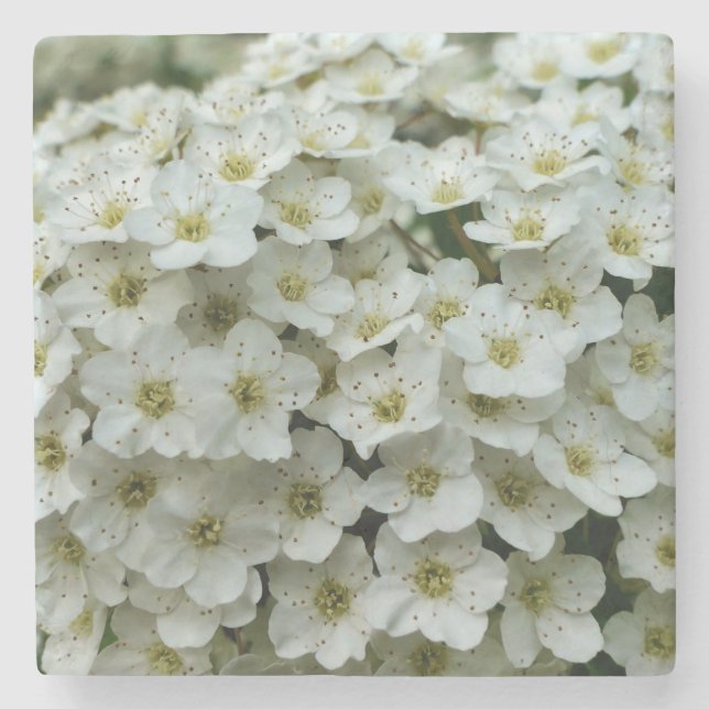 Spirea Arguta Steinuntersetzer (Vorderseite)