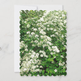 Spirea Floral Blume Shrub/Busch Einladung